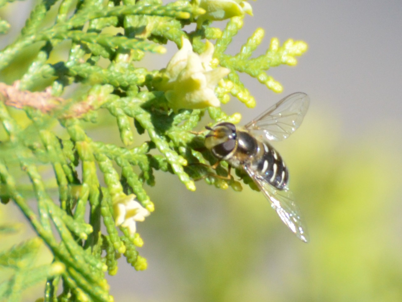 Syrphidae: Anasymia? su Tuia orientale  No, Scaeva pyrastri, femmina